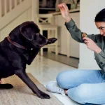 From Woof to Well-Behaved: Effective Dog Training Techniques
