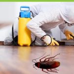 Commercial Pest Control: Enhancing Workplace Health and Safety