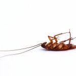 Sydney’s Premier Cockroach Control Services