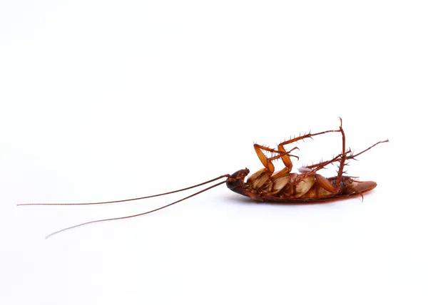 Sydney's Premier Cockroach Control Services